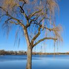 Baum der Freude