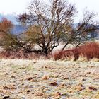 Baum der Hoffnung