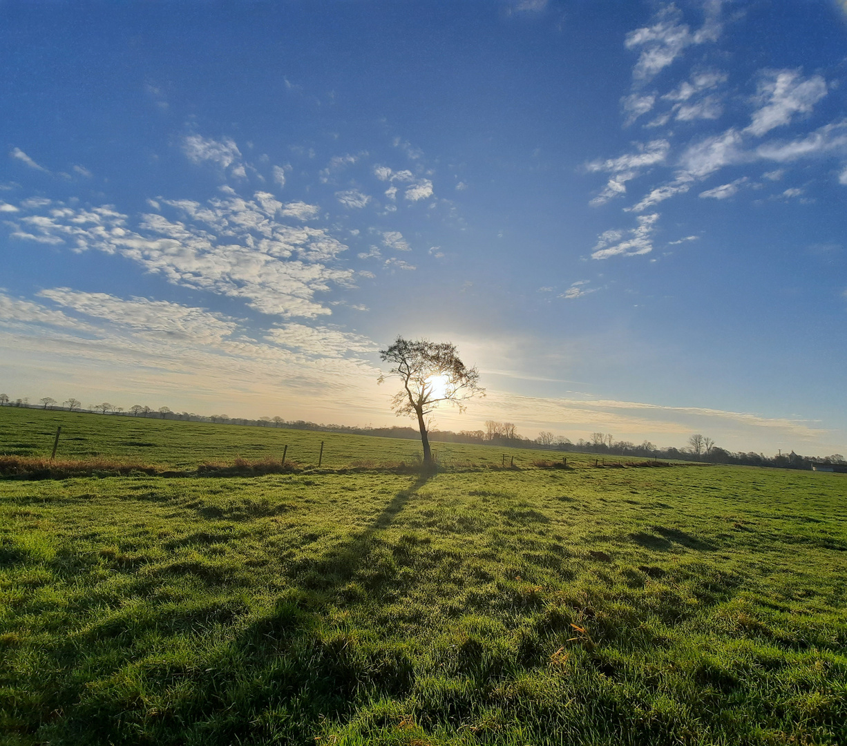 Baum der Hoffnung