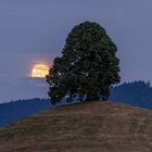 Baum der Hoffnung ....