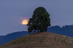 Baum der Hoffnung ....