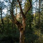 Baum, der jahrelang derWitterun trotzt