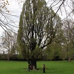 Baum der Jongleure