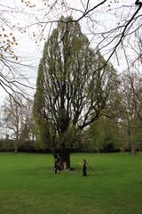 Baum der Jongleure