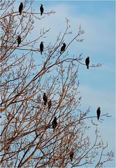 Baum der Kormorane