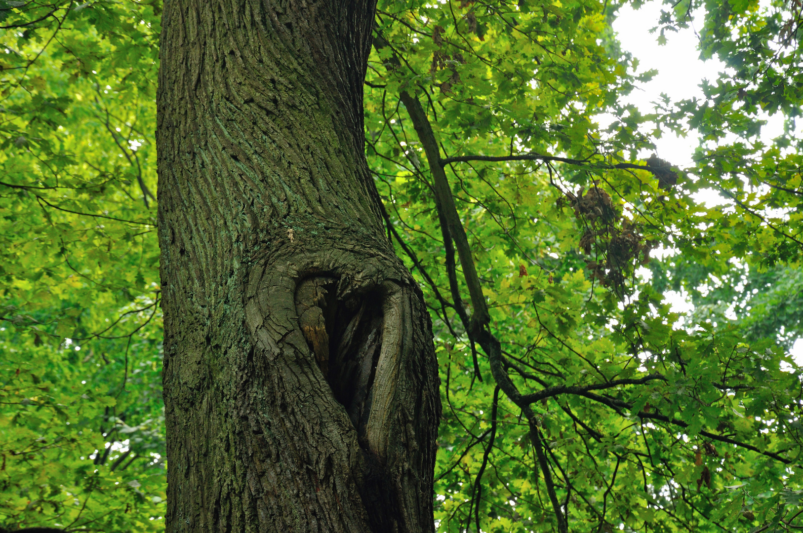 Baum der Liebe?!