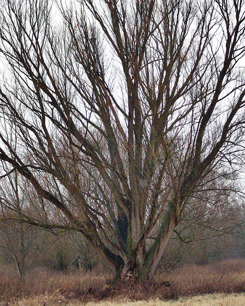 Baum der Liebe & Geborgenheit