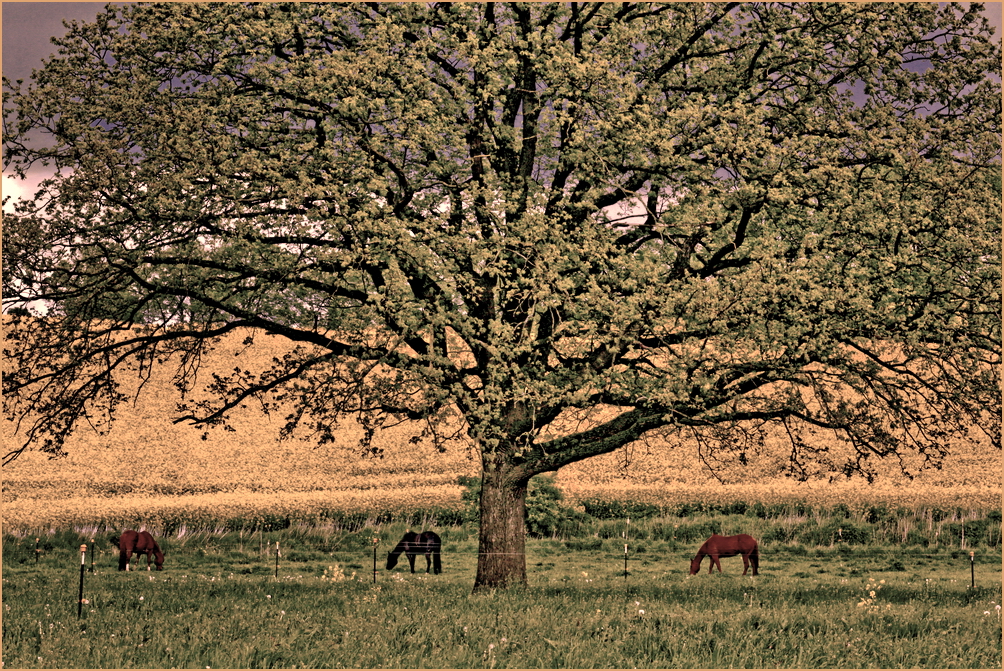 --- Baum der Pferde ---