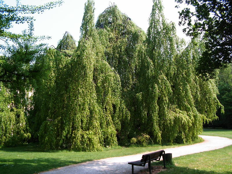 Baum der Ruhe