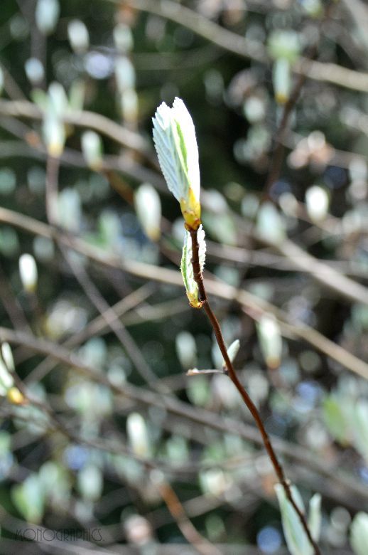 Baum der Schönheit.