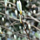 Baum der Schönheit.