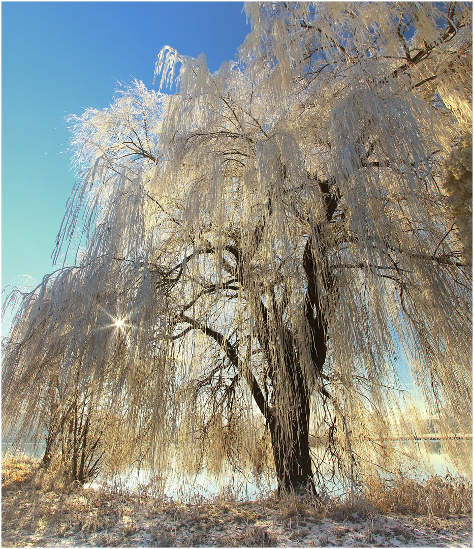 "Baum der Seelen"