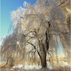 "Baum der Seelen"