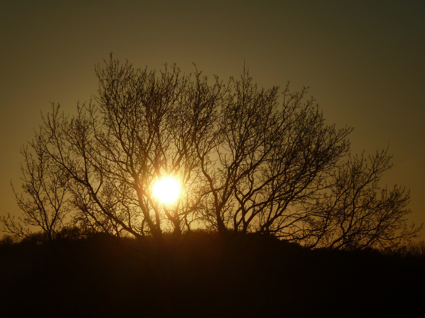 Baum der tausend Adern