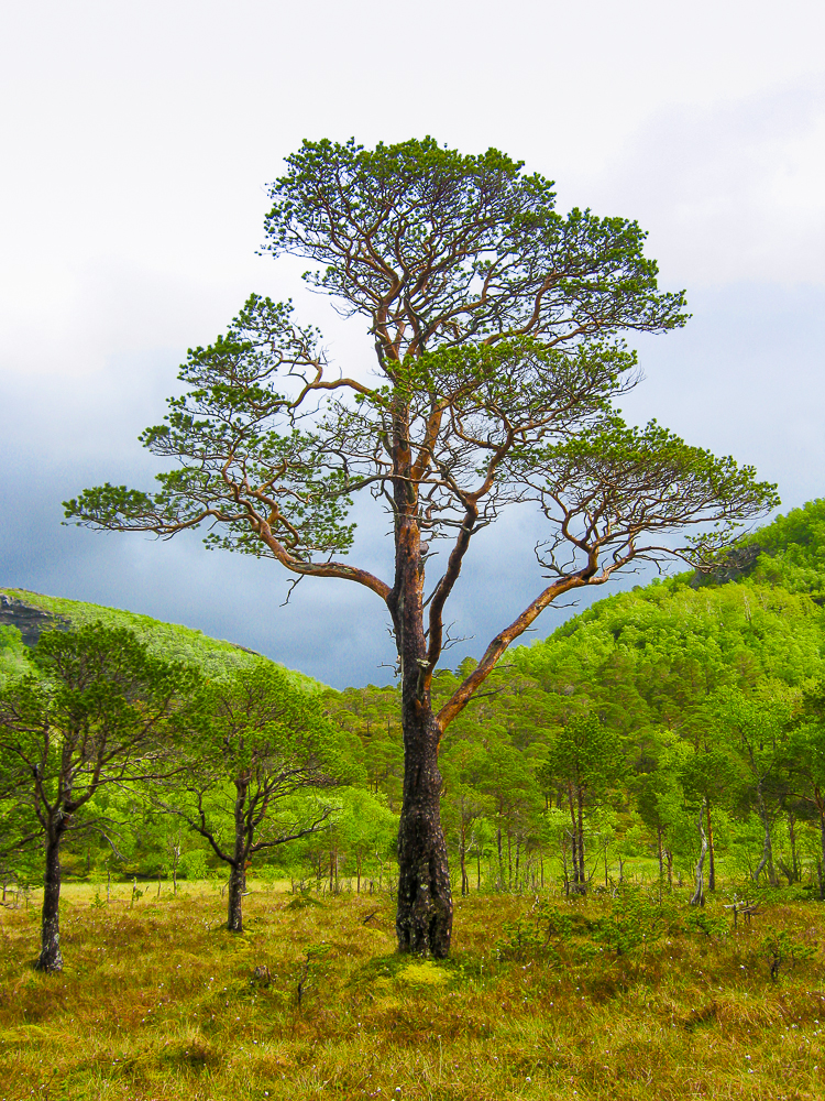 Baum der Träume