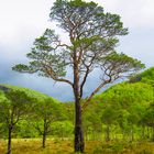 Baum der Träume