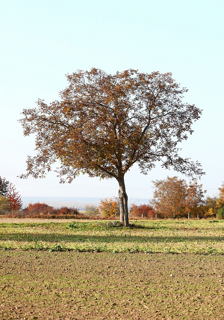 Baum der Vergänglichkeit