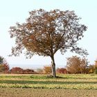 Baum der Vergänglichkeit