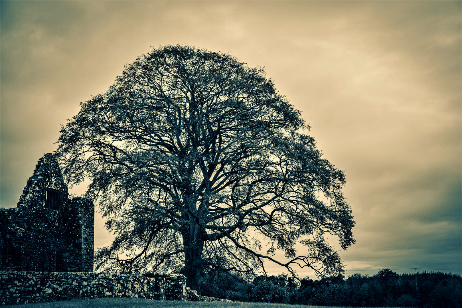 Baum, der viel gesehen hat. - Irland