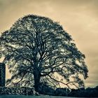 Baum, der viel gesehen hat. - Irland