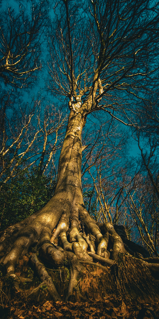 Baum der Weisen