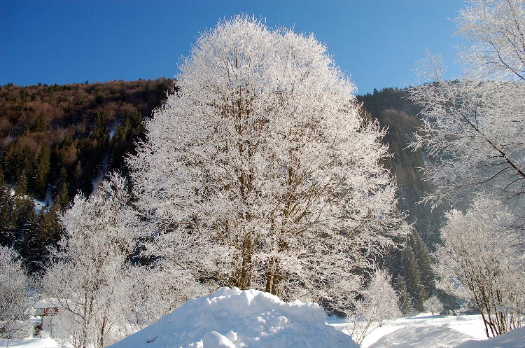 Baum der Winterträume