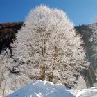 Baum der Winterträume