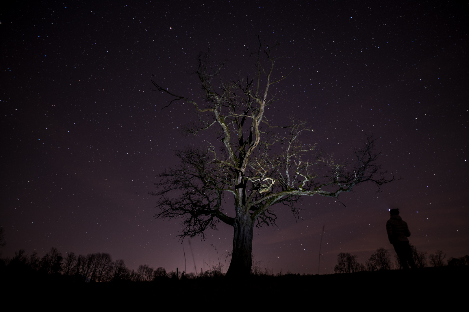 Baum der Wünsche