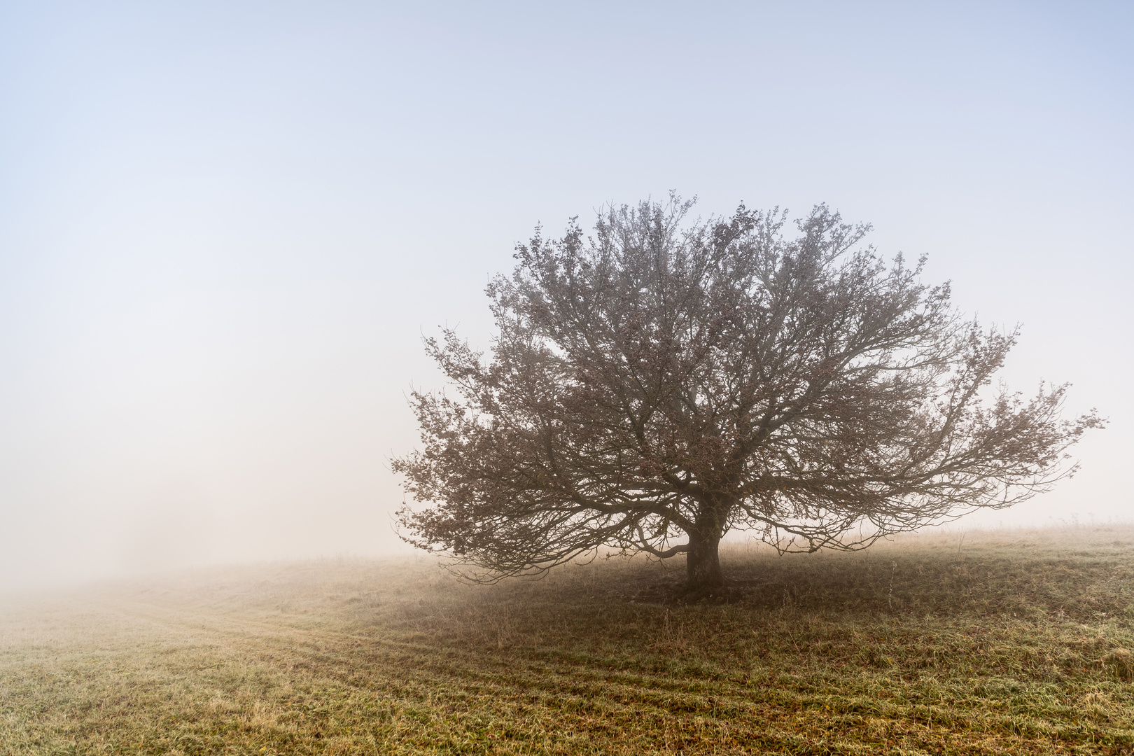 Baum der Zeit