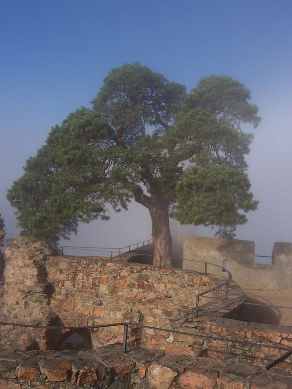 Baum der Zeit