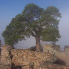 Baum der Zeit