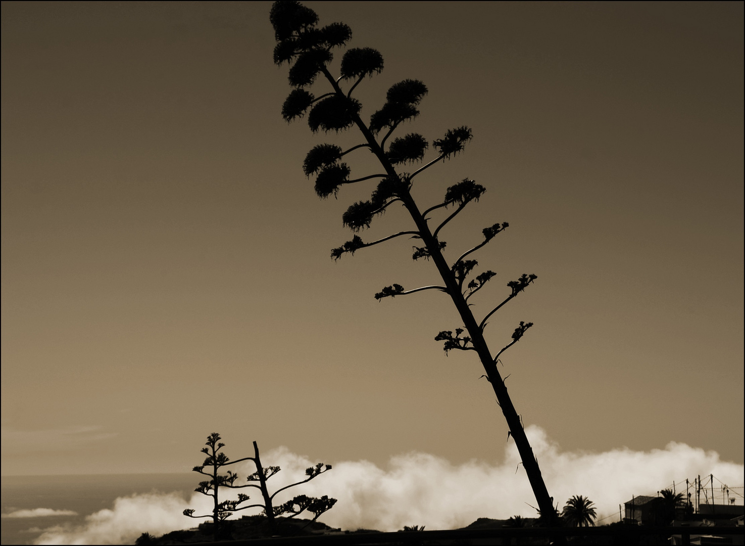 Baum des des Anstoßes ... ;-)