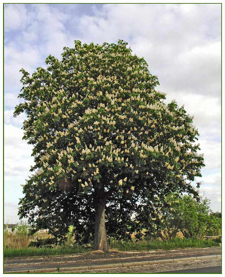 Baum des Jahres 2005 - die Roßkastanie