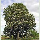 Baum des Jahres 2005 - die Roßkastanie