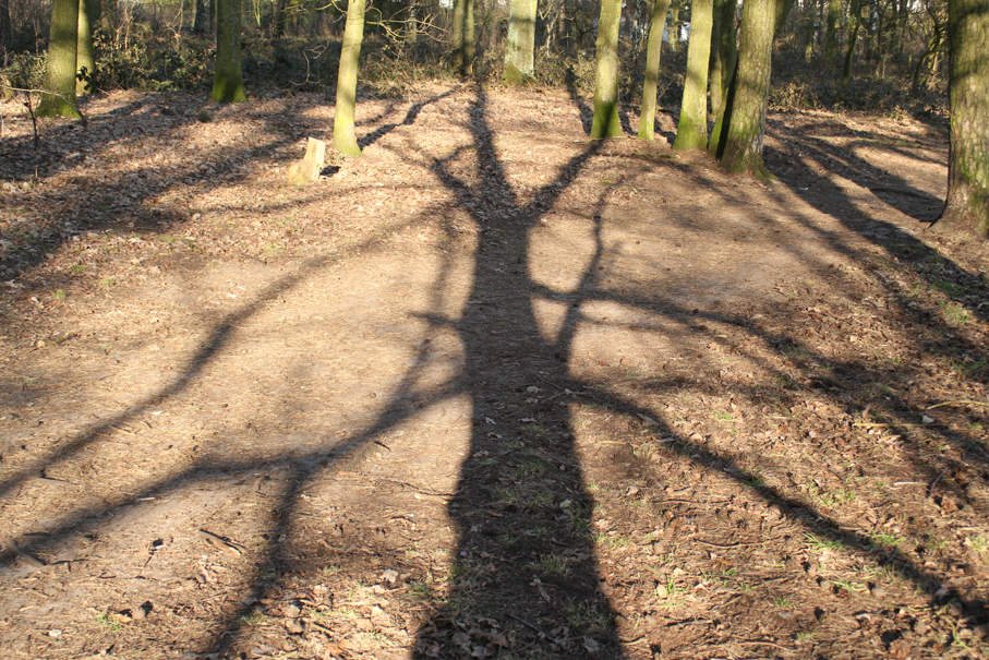 Baum des lebendigen