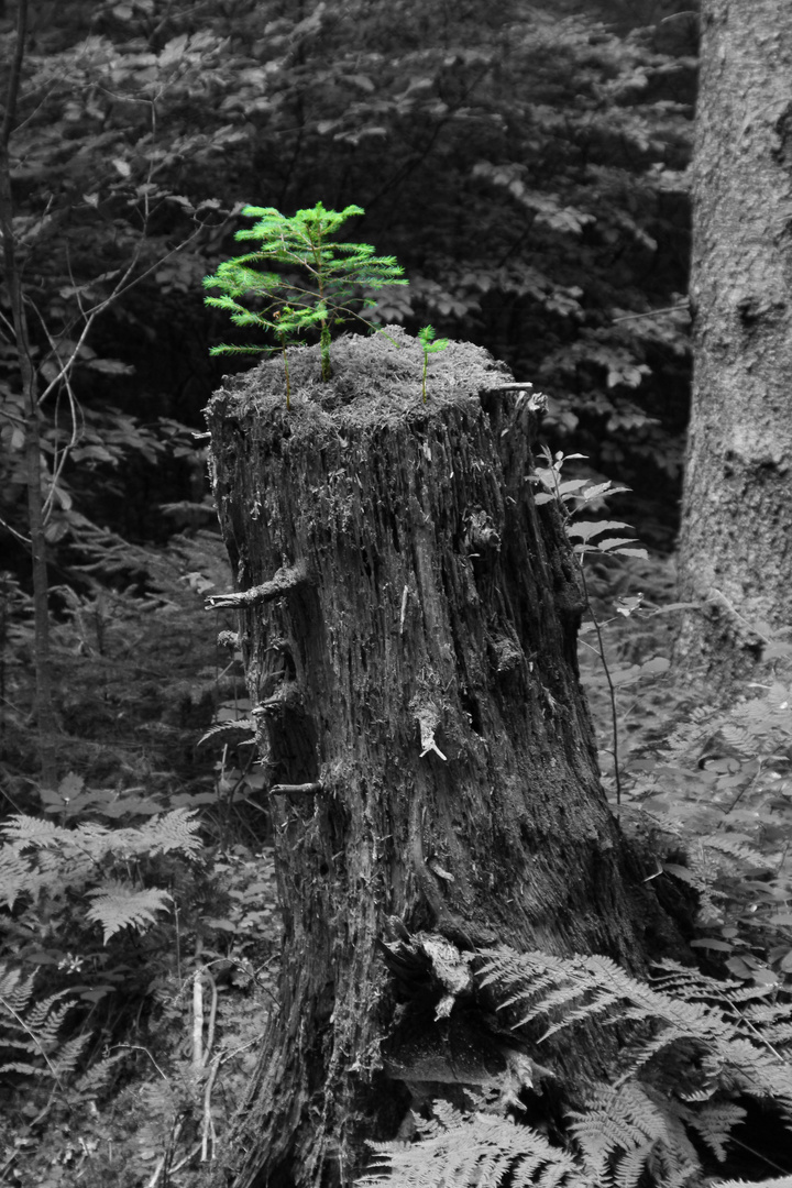 Baum des Lebens