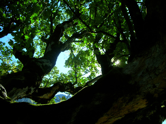 Baum des Lebens