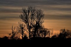 Baum des Lebens