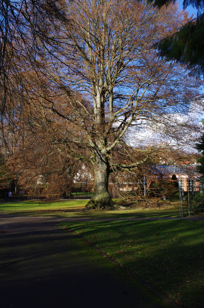 Baum des Lebens