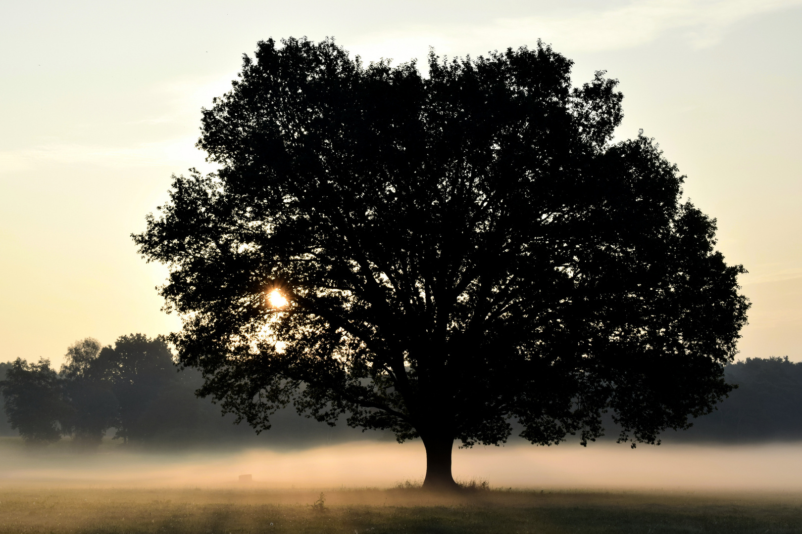 Baum des Lebens