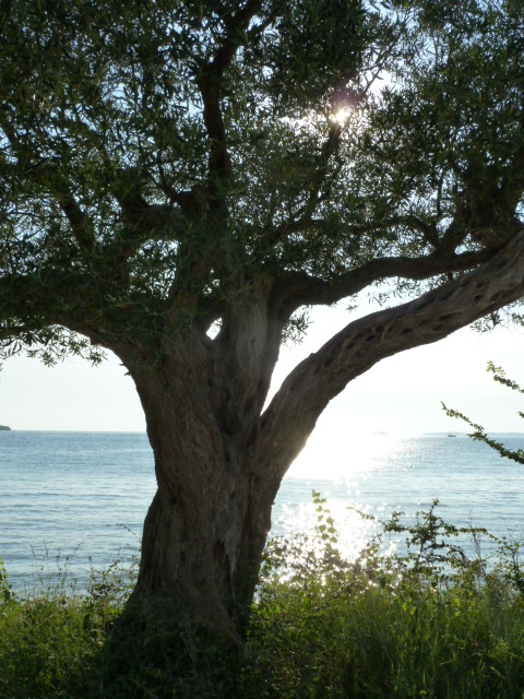 Baum des Lebens?!