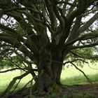 Baum des Lebens