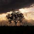 Baum des Lebens