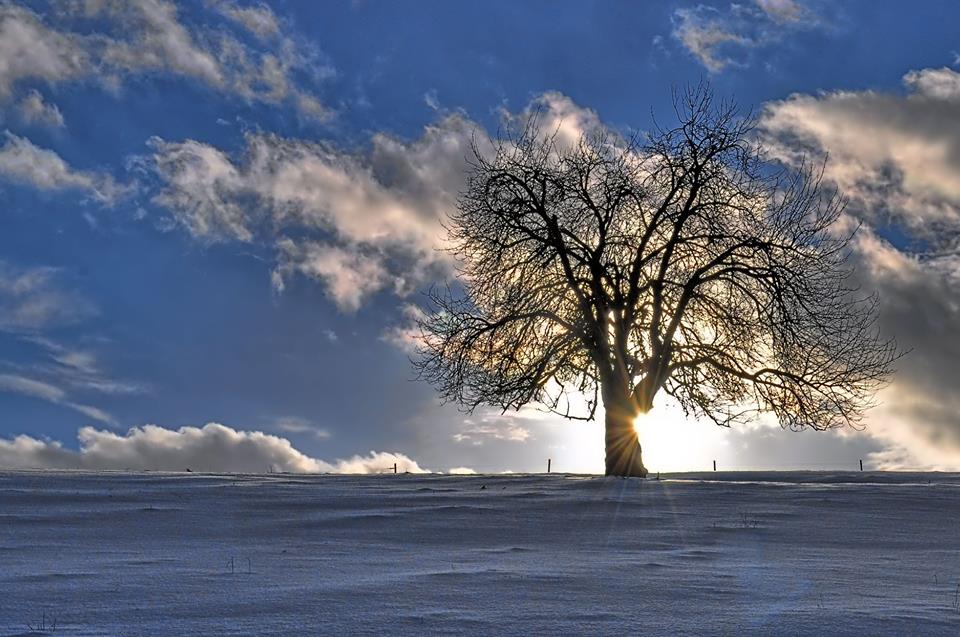 Baum des Lebens