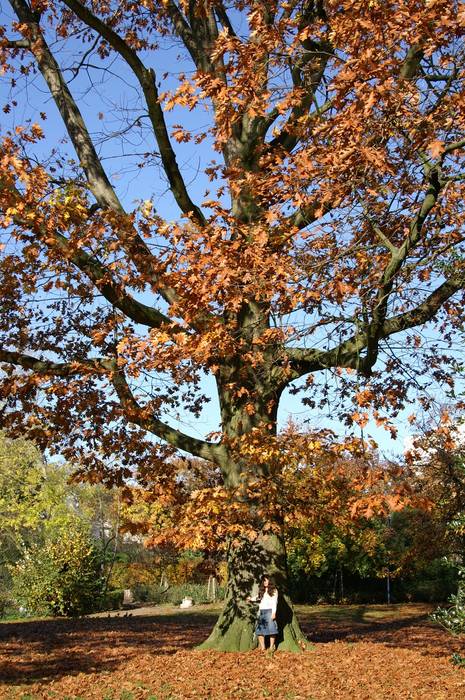 Baum des Lebens