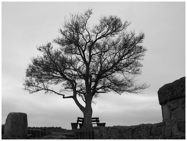 Baum des Lebens