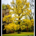 Baum des Lebens