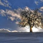 Baum des Lebens