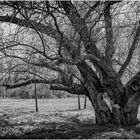 Baum des Lebens