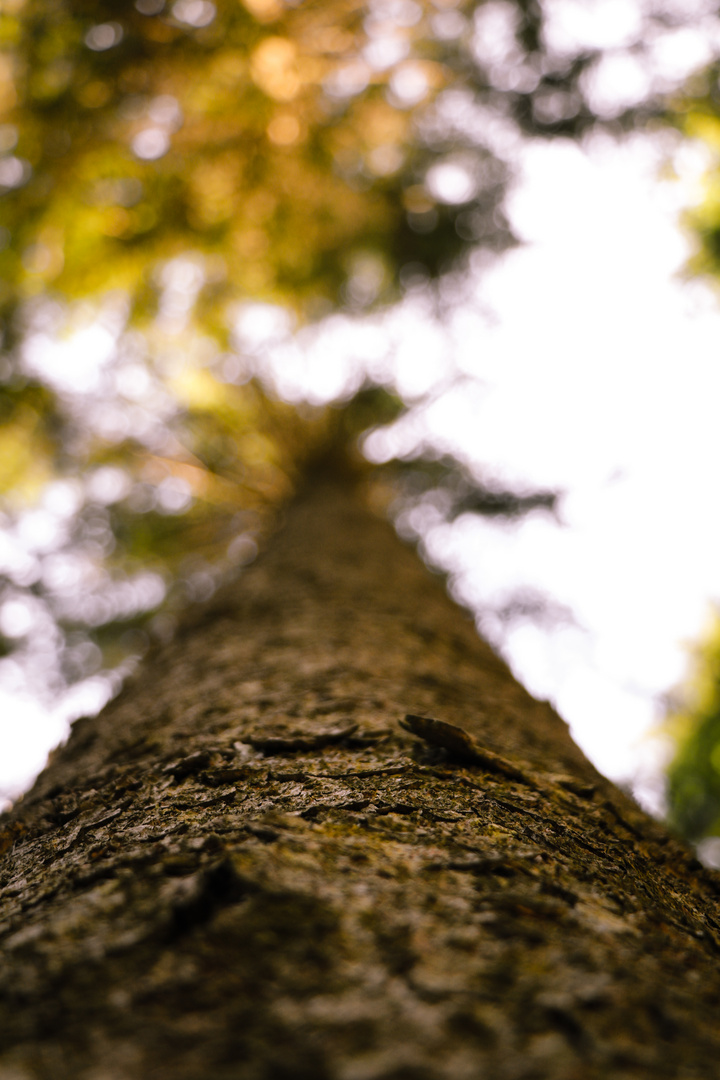 Baum des Lebens